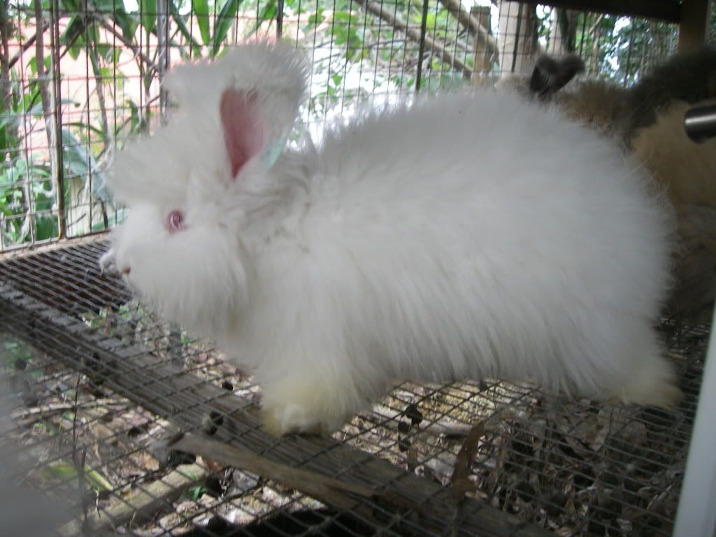 Pictures of Bunnies and Things Hillside Farm Hawaii